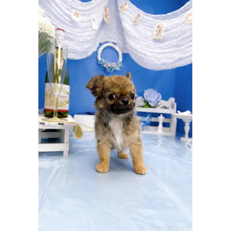 販売中の福岡県のチワワ(ロングコート)-452157の2枚目