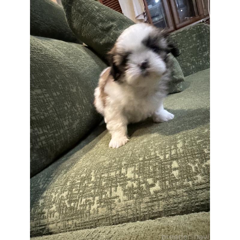 販売中の福岡県のシーズー-452158の5枚目