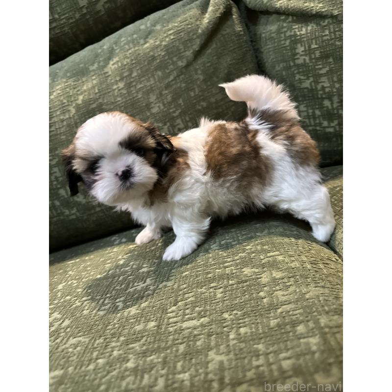 販売中の福岡県のシーズー-452158の4枚目