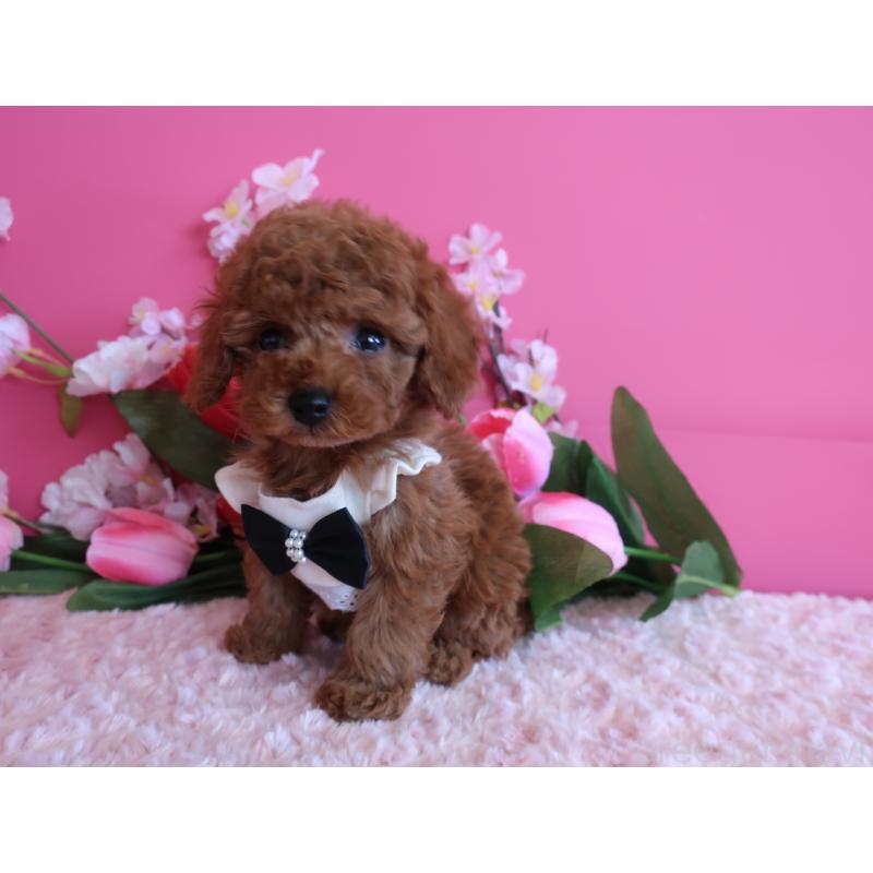 販売中の鹿児島県のタイニープードル-449134