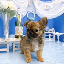 ♀︎チワワ(ロングコート)