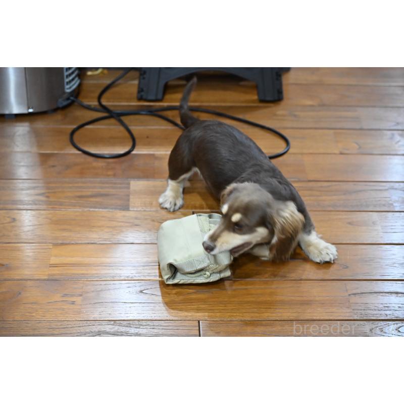 販売中の愛媛県のミニチュアダックスフンド(ロングヘアード)-435071の10枚目