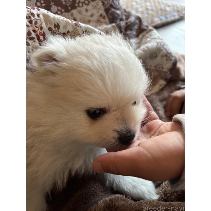 販売中の茨城県のポメラニアン-445565の4枚目