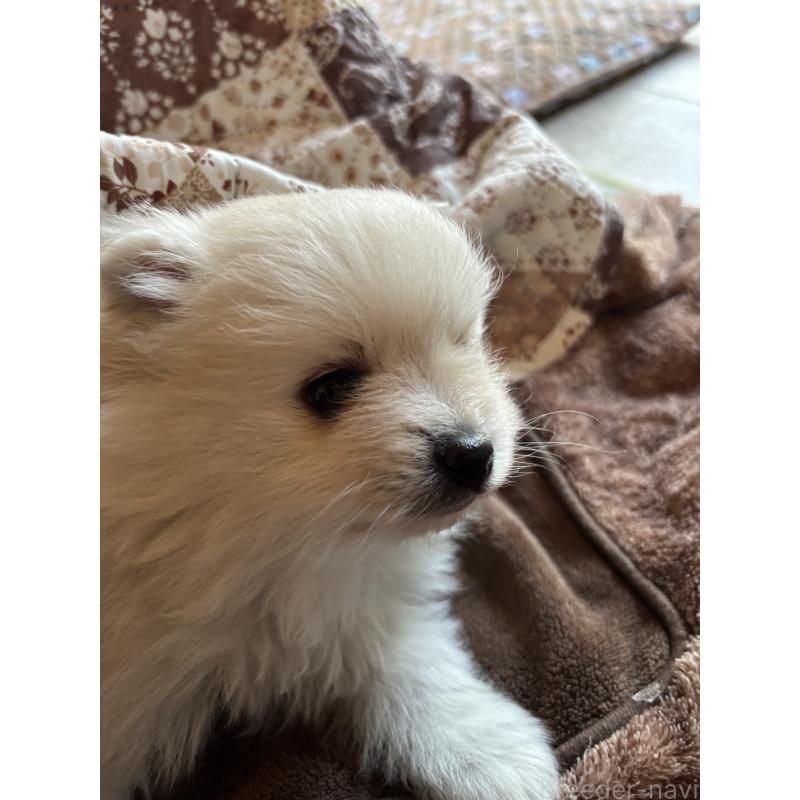 販売中の茨城県のポメラニアン-445565の3枚目