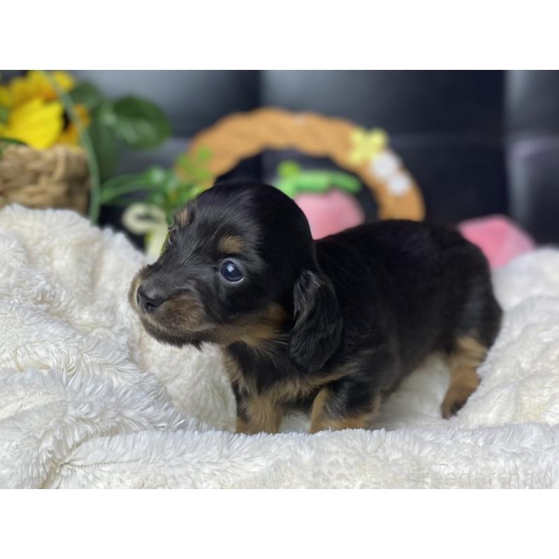 販売中の岐阜県のミニチュアダックスフンド(ロングヘアード)-450267の8枚目