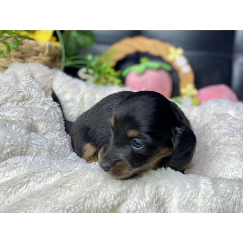 販売中の岐阜県のミニチュアダックスフンド(ロングヘアード)-450267の7枚目