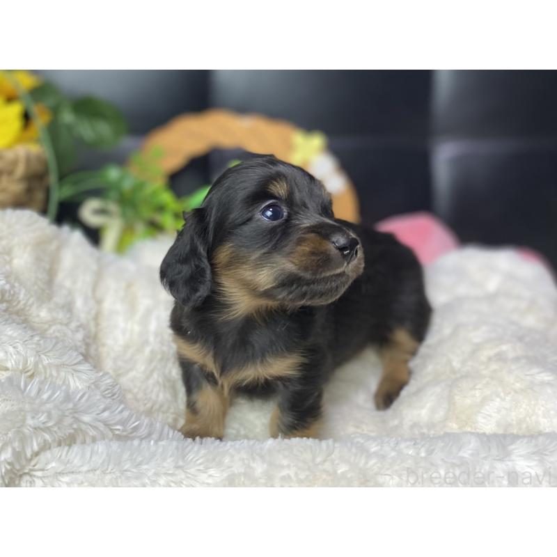 販売中の岐阜県のミニチュアダックスフンド(ロングヘアード)-450267の6枚目