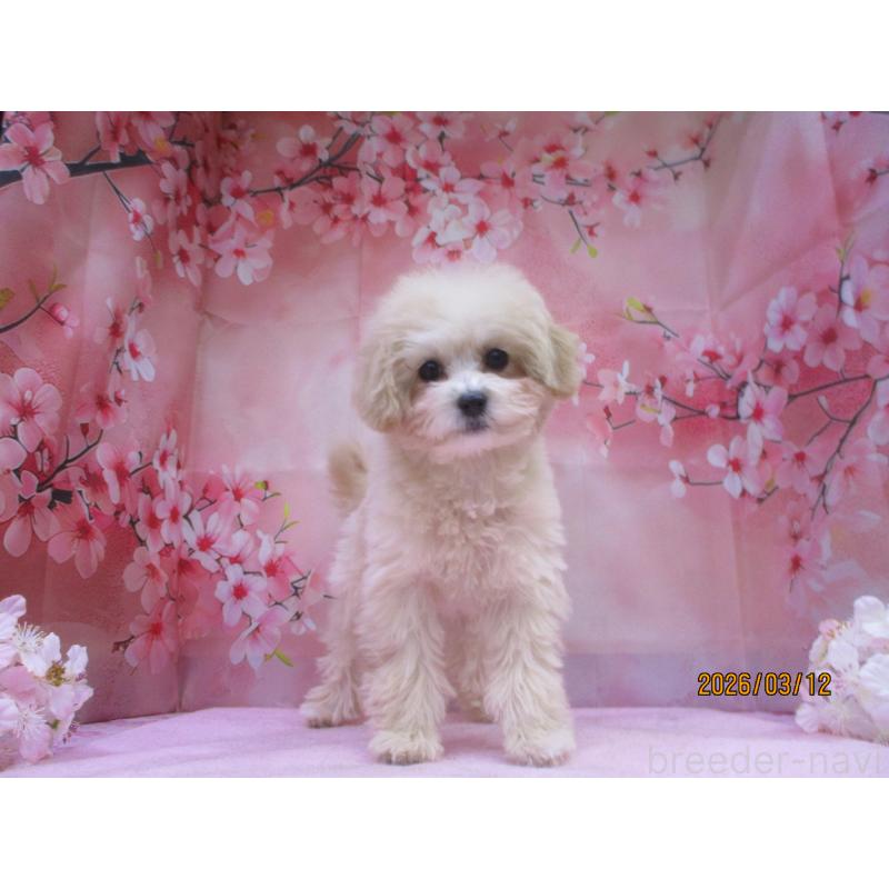 販売中の鳥取県のマルプー:マルチーズ×トイプードル-442843の3枚目