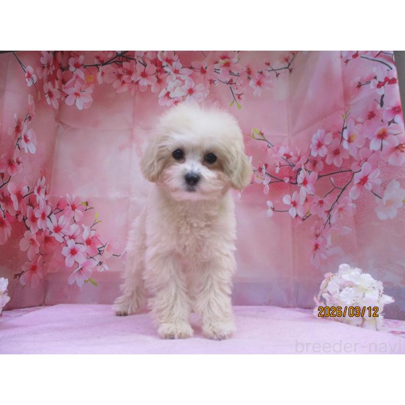 販売中の鳥取県のマルプー:マルチーズ×トイプードル-442843の2枚目