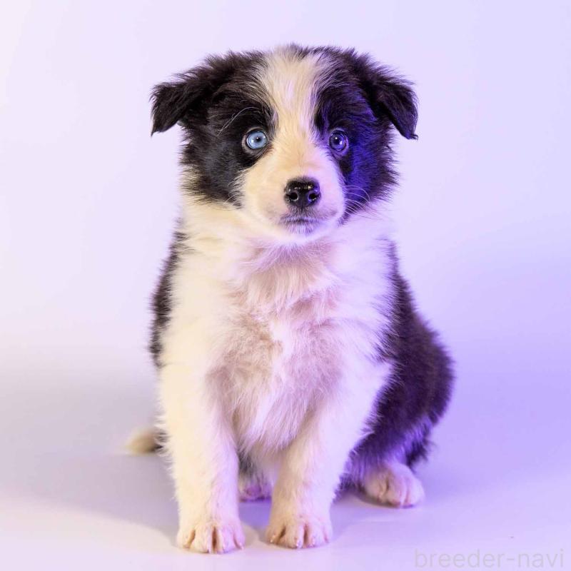 販売中の鹿児島県のボーダーコリー-448807