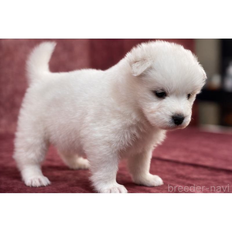 販売中の埼玉県のサモエド-452159の8枚目