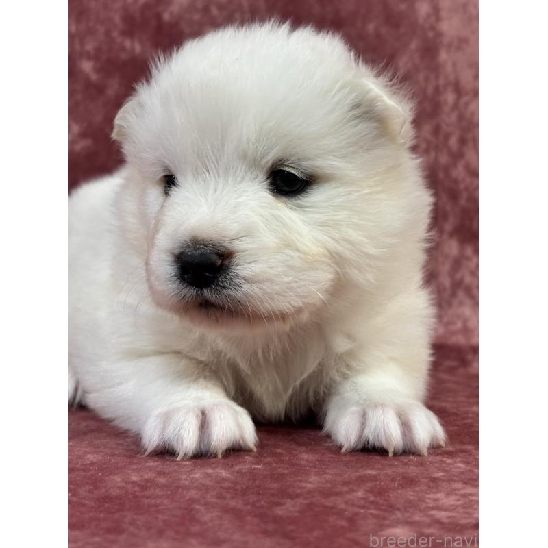 販売中の埼玉県のサモエド-452159の6枚目