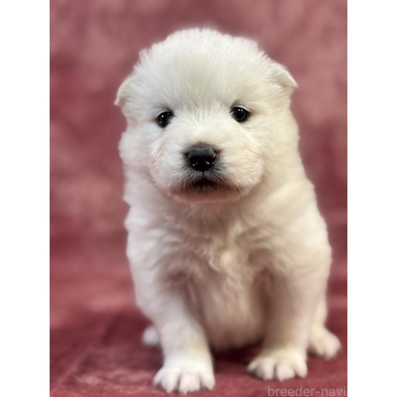 販売中の埼玉県のサモエド-452159の5枚目