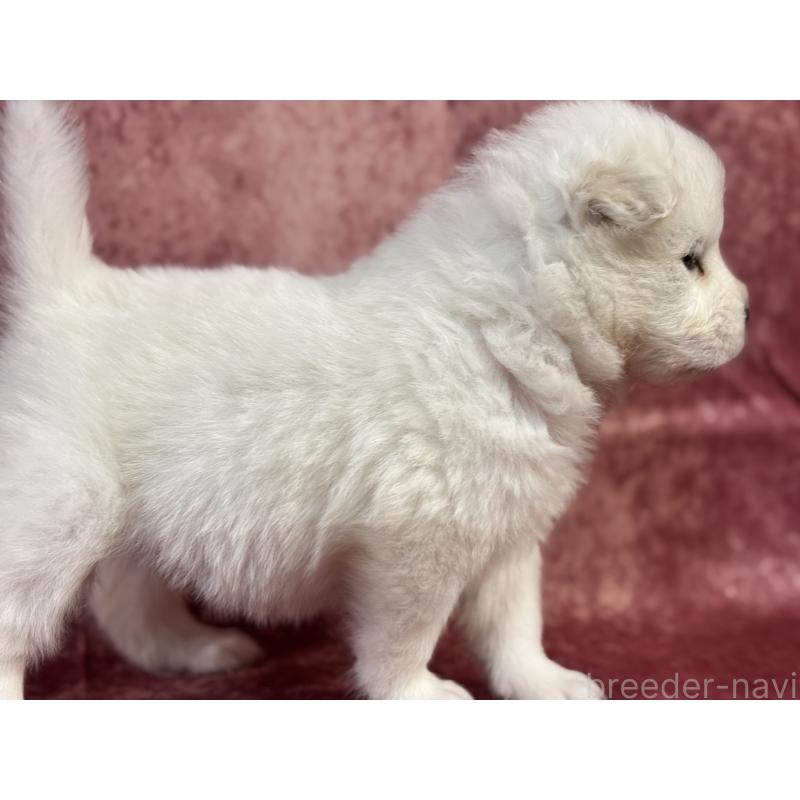 販売中の埼玉県のサモエド-452159の4枚目