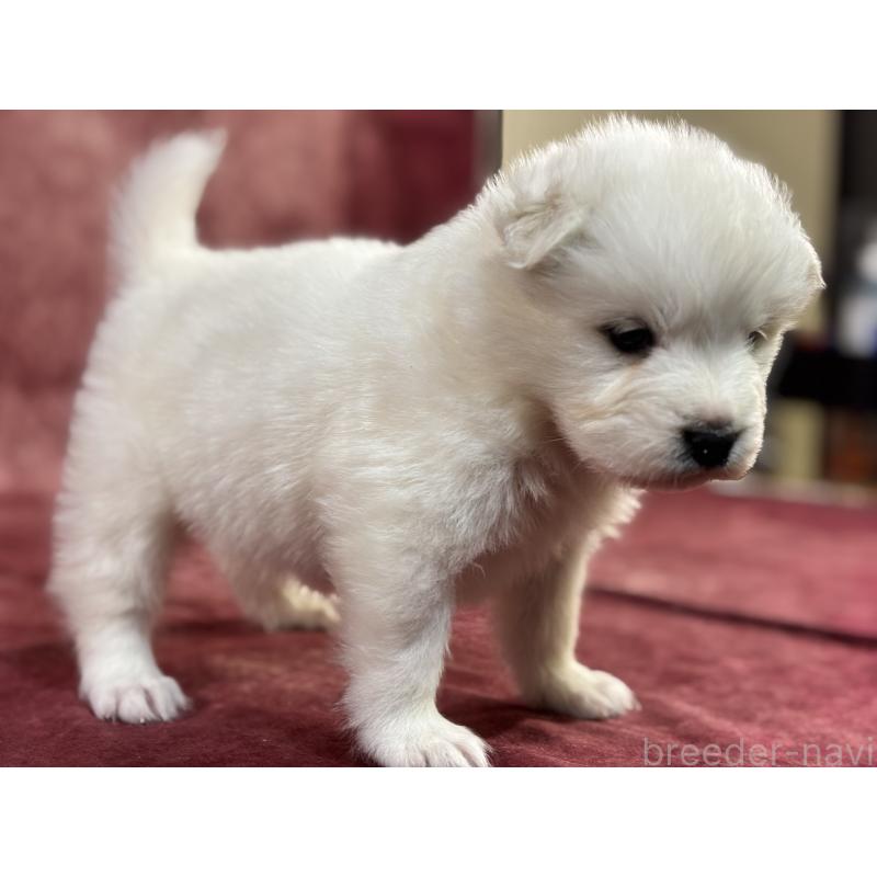 販売中の埼玉県のサモエド-452159の3枚目