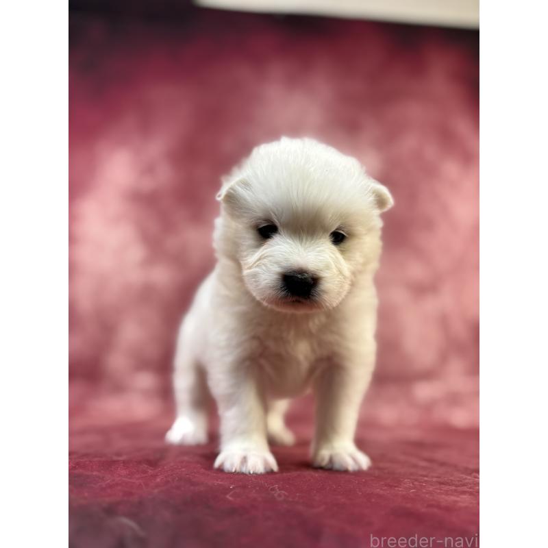 販売中の埼玉県のサモエド-452159の2枚目