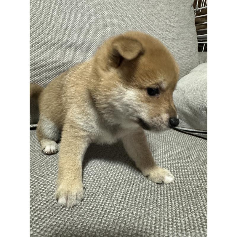 販売中の島根県の豆柴-450505