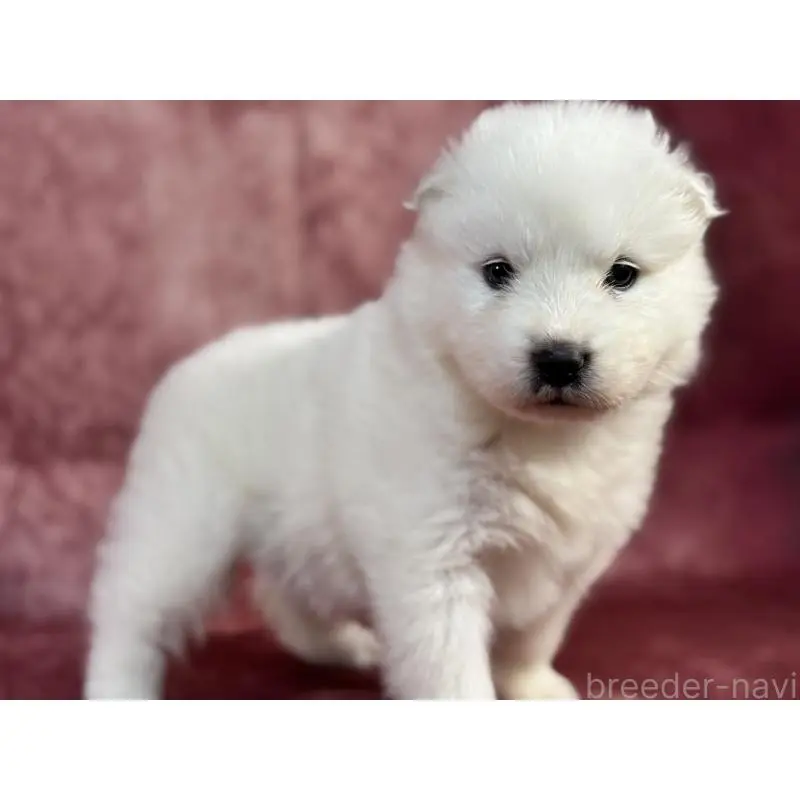 販売中の埼玉県のサモエド-452160の10枚目