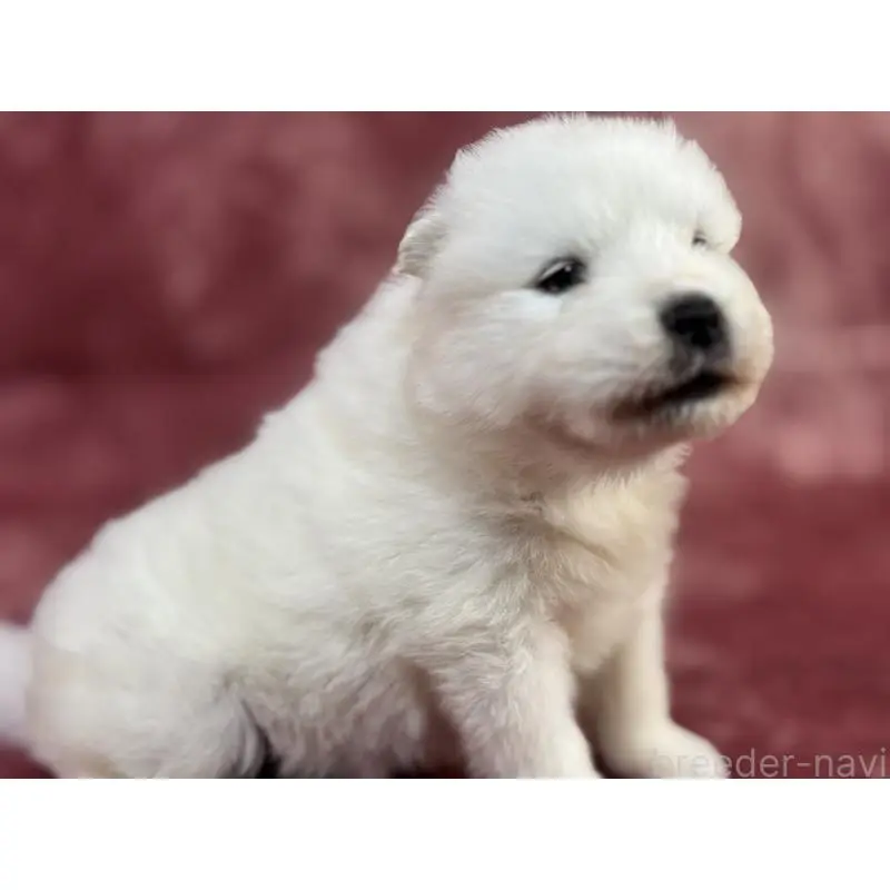 販売中の埼玉県のサモエド-452160の9枚目