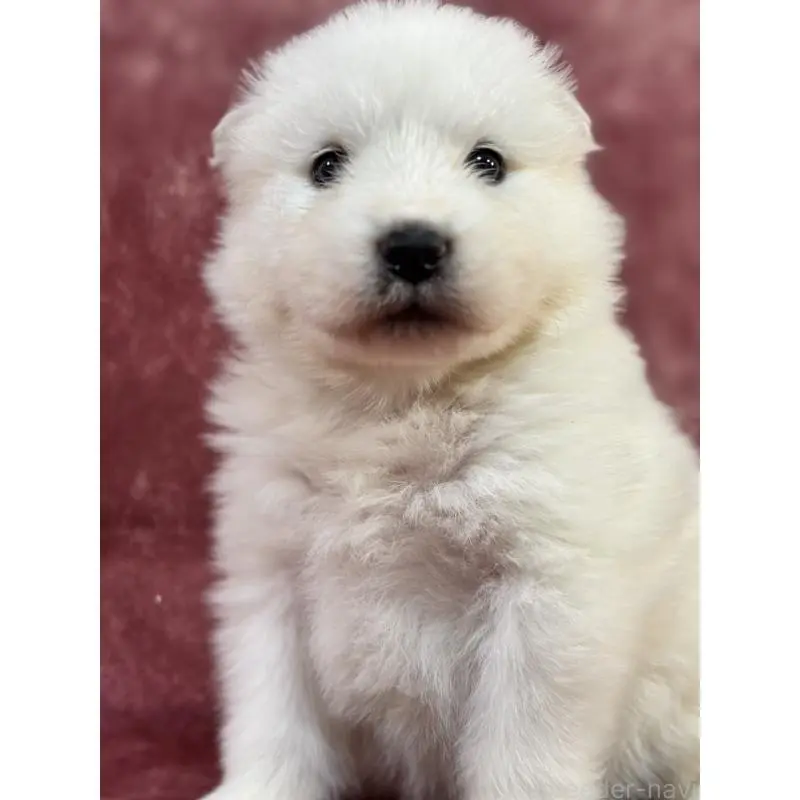 販売中の埼玉県のサモエド-452160の8枚目