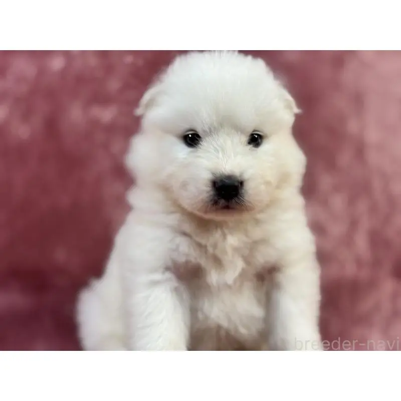 販売中の埼玉県のサモエド-452160の7枚目