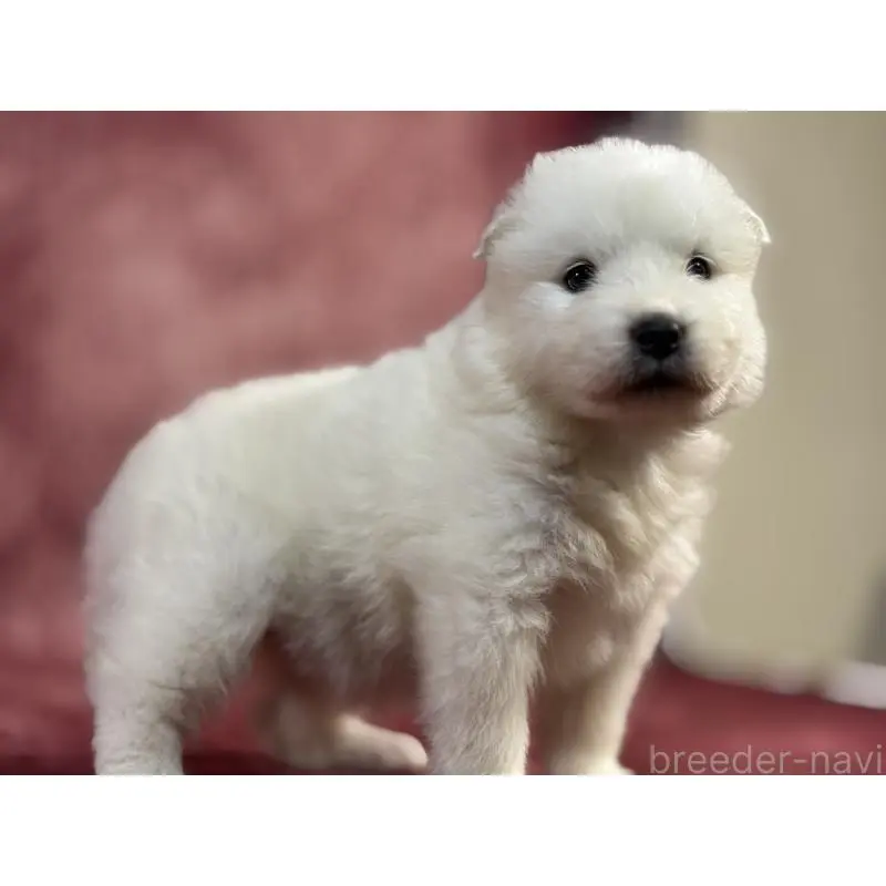 販売中の埼玉県のサモエド-452160の6枚目