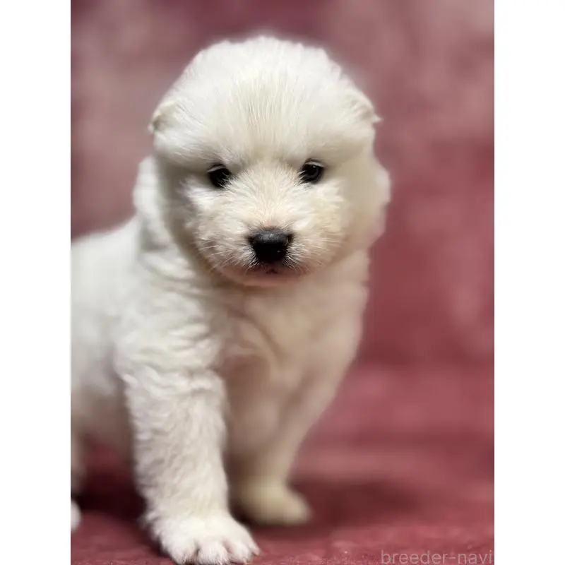 販売中の埼玉県のサモエド-452160の5枚目