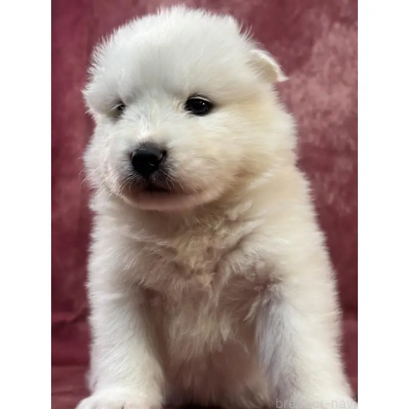 販売中の埼玉県のサモエド-452160の4枚目