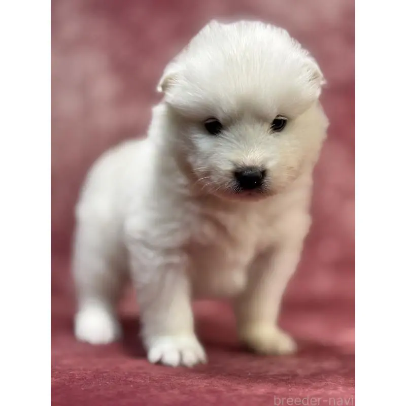 販売中の埼玉県のサモエド-452160の2枚目