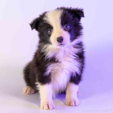 ♀︎ボーダーコリー