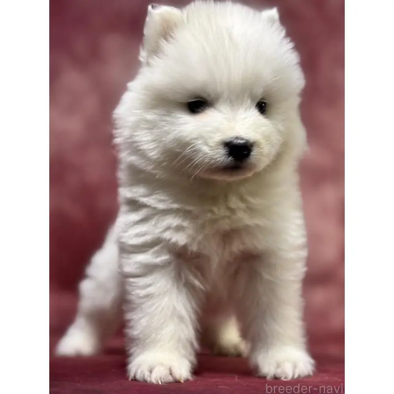 販売中の埼玉県のサモエド-452161の8枚目