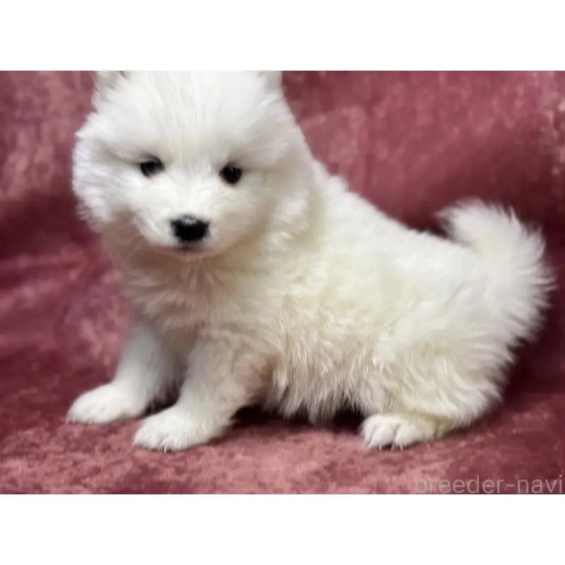 販売中の埼玉県のサモエド-452161の7枚目