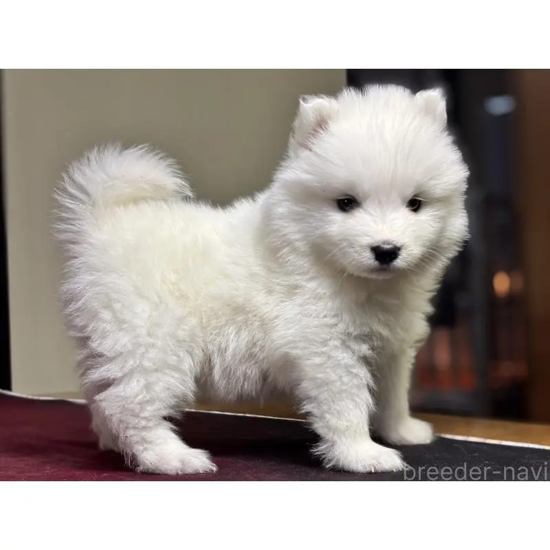 販売中の埼玉県のサモエド-452161の6枚目