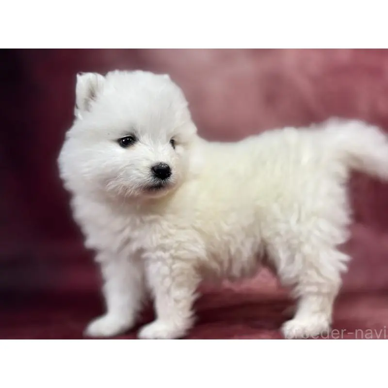 販売中の埼玉県のサモエド-452161の5枚目