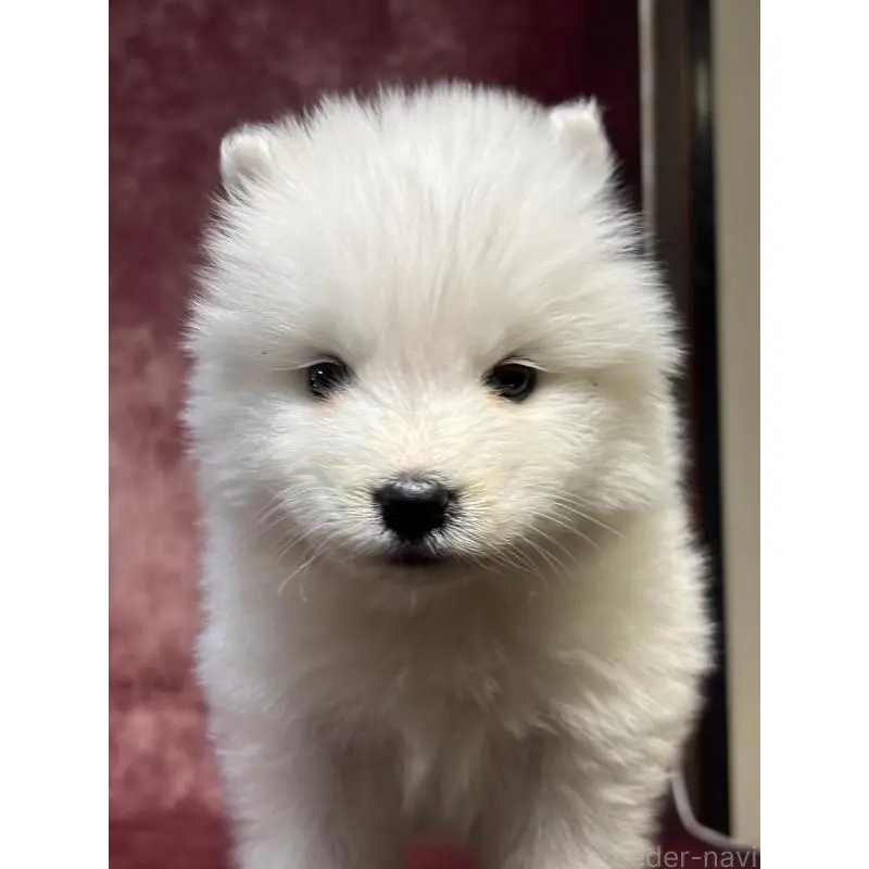 販売中の埼玉県のサモエド-452161の4枚目