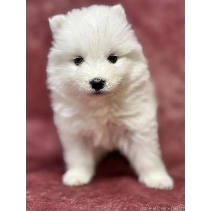 販売中の埼玉県のサモエド-452161の3枚目