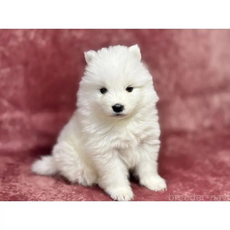 販売中の埼玉県のサモエド-452161の2枚目