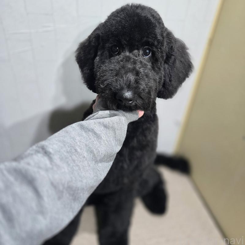 商談中の石川県のスタンダードプードル-435751の8枚目