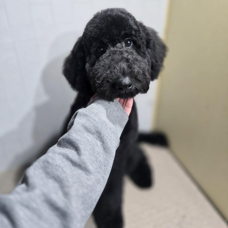 商談中の石川県のスタンダードプードル-435751の7枚目