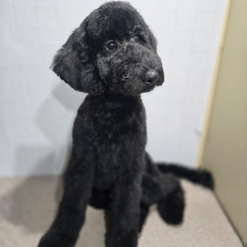 商談中の石川県のスタンダードプードル-435751の6枚目