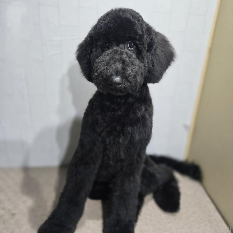 商談中の石川県のスタンダードプードル-435751の5枚目