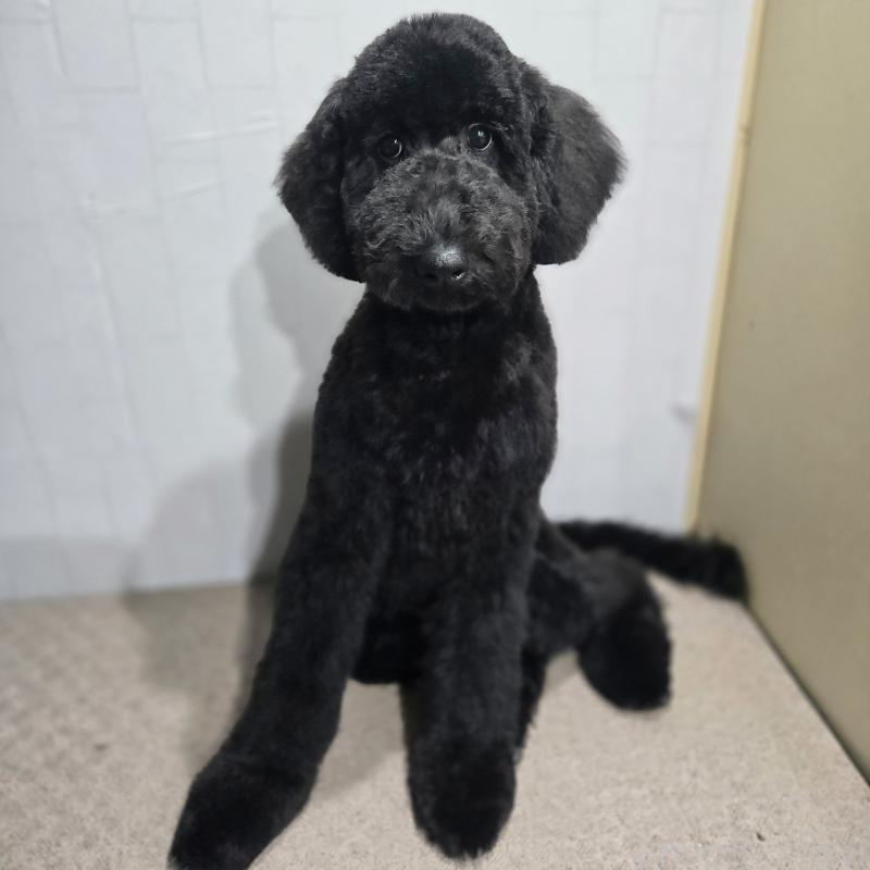 商談中の石川県のスタンダードプードル-435751の4枚目