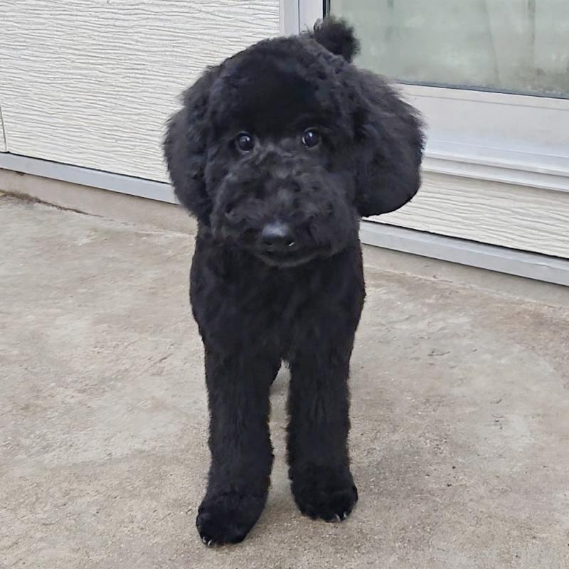 商談中の石川県のスタンダードプードル-435751の3枚目