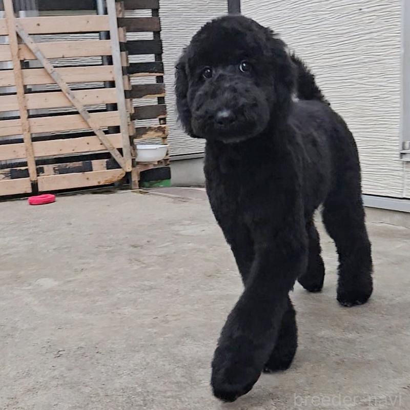 商談中の石川県のスタンダードプードル-435751の2枚目