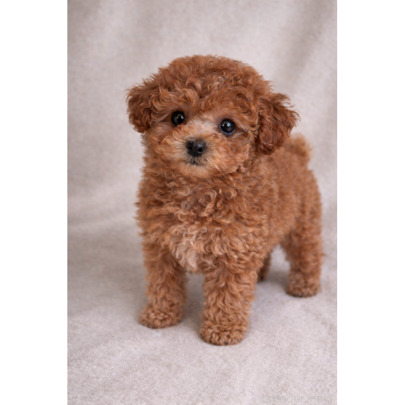 販売中の兵庫県のタイニープードル-447302