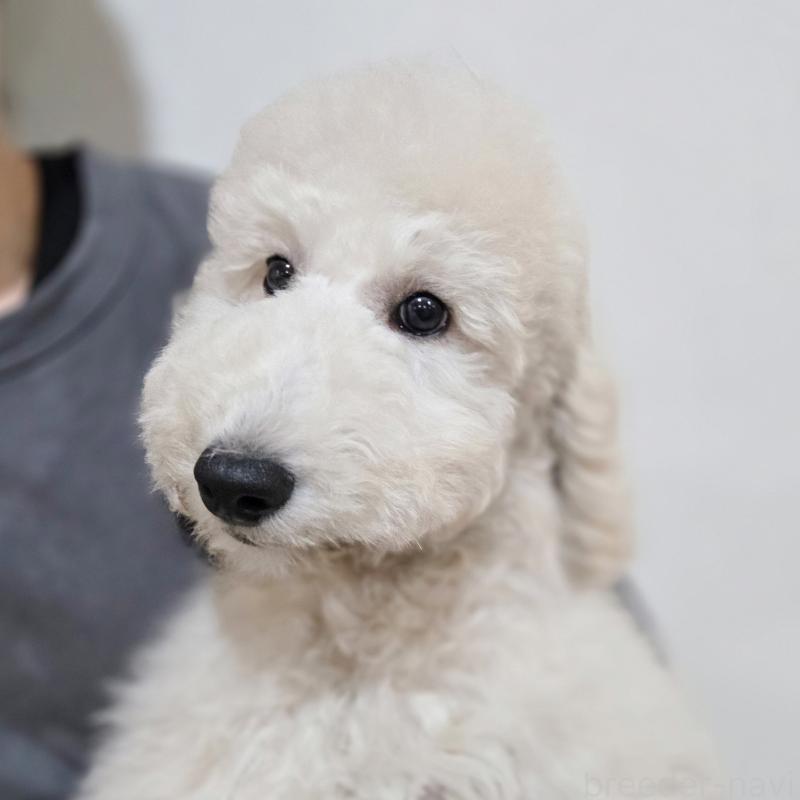 成約済の石川県のスタンダードプードル-435865の4枚目