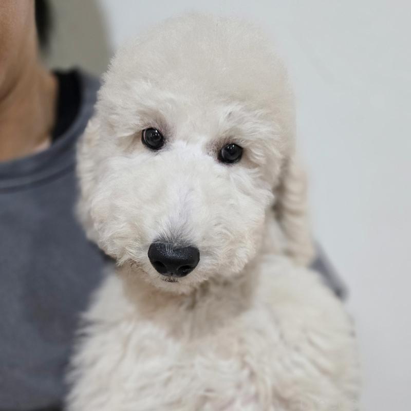 成約済の石川県のスタンダードプードル-435865の3枚目