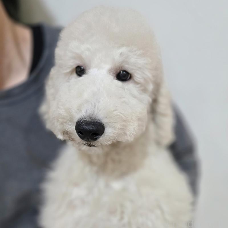 成約済の石川県のスタンダードプードル-435865の2枚目