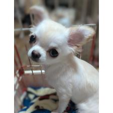 ♀︎チワワ(ロングコート)