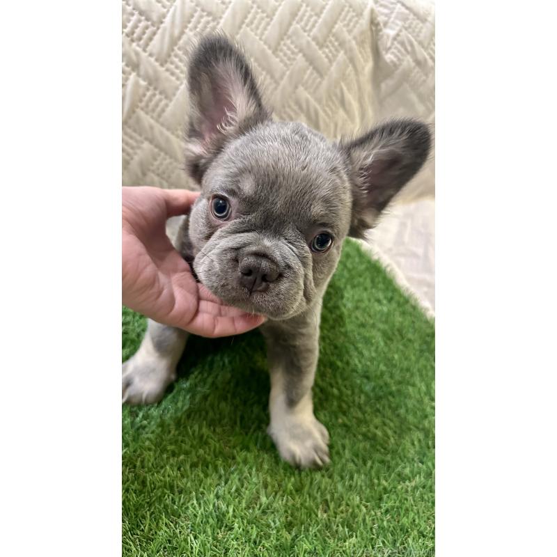 販売中の島根県のフレンチブルドッグ-451209の5枚目